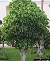 Schefflera Actinophylla Umbrella Tree Umbrella Tree Schefflera Schefflera Actinophylla