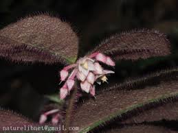 Image result for Myrsinaceae