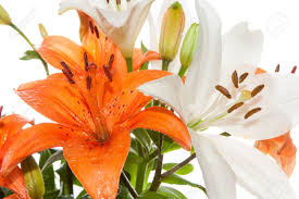 Order fresh callas for your event directly from grower! Close View Of Orange And White Stargazer Lily Flowers Stock Photo Picture And Royalty Free Image Image 48176861