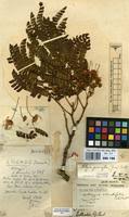 Image result for Albizia adianthifolia × gummifera