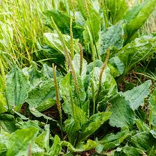 Image result for Plantago palmata