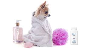 Can You Put Baby Powder On Dogs