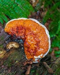 Image result for Polyporus pendulus