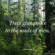 Trees Nature Quotes Tree Quotes Words