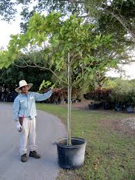 Image result for Cordia sp.A.