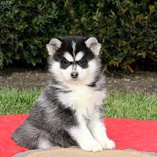 Our puppies are selected by strict standards. Pomsky Puppies For Sale Greenfield Puppies