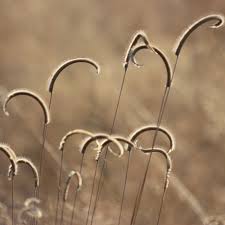 Image result for Ctenium concinnum