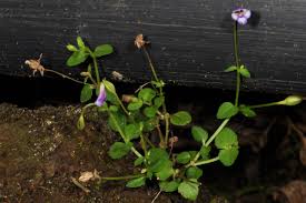 Image result for Linderniaceae