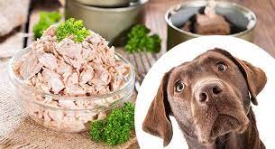 What type of tuna can dogs eat? Can Dogs Eat Tuna The Risks And Benefits Of Feeding Fish