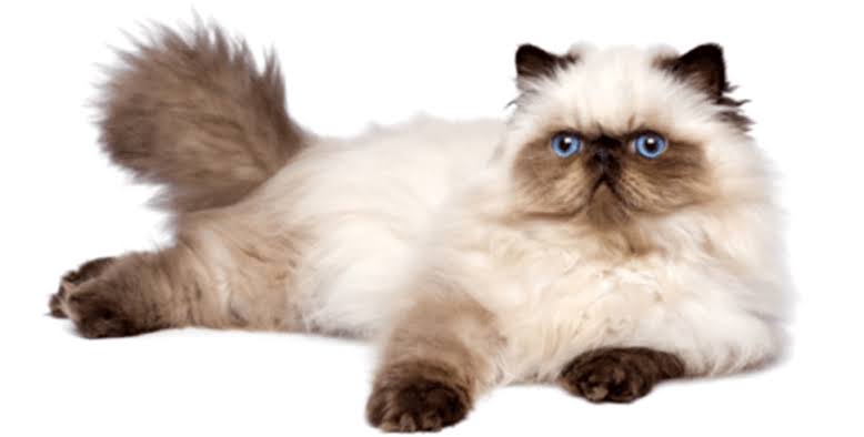 Mga resulta ng larawan para sa Himalayan and Persian cat breed"