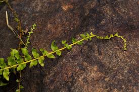 Image result for Ampelopteris