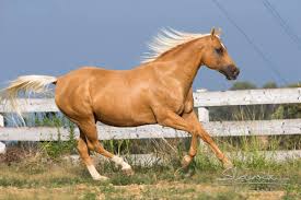 Maybe you would like to learn more about one of these? Palomino Isabella Horses Castellare Di Tonda Quarter Horses