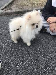 Ian male akc cream pomeranian puppy. Teddy Bear Pomeranian Puppy Pomeranian Puppy Pomeranian Dog Teddy Bear Pomeranian