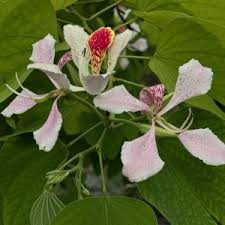 Image result for Bauhinia monandra