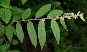 Image result for Grewia holstii
