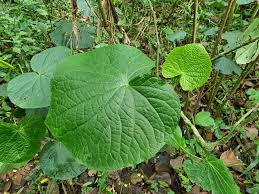 Image result for Piper capense