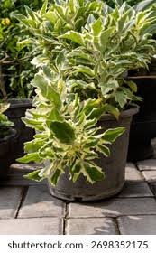 Image result for Kalanchoe laciniata