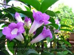 Practical Gardening Garlic Vine Mansoa Alliacea Cydista Aequinoctialis In 2020 Vines Flowers Plants