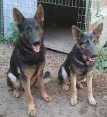 A white german shepherd can register in the akc as a purebred but cannot show in conformation classes. Kitson S Akc Steel Blue German Shepherds Home Facebook