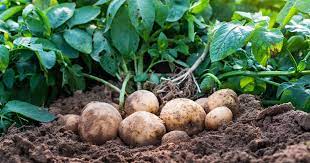 Herkunft Der Kartoffel: Woher Stammen Die Knollen? - Mein Schöner Garten
