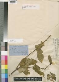 Image result for Ecbolium clarkei