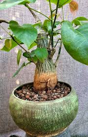 Image result for Pseudobombax