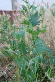 Image result for Hermbstaedtia linearis