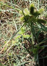 Image result for Cyperus sp. (ex Mariscus sp.no.2)