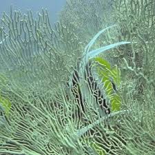 Image result for Gnidia mollis