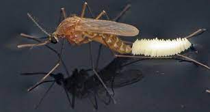 Eggs stick together to form a raft of 100 to 300 eggs. Where Mosquito Lay Eggs Whistler Pest Control