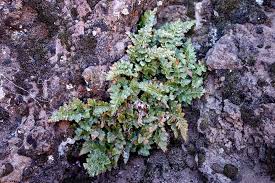 Image result for Asplenium uhligii