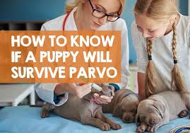 Puppies that get parvo don't rally right away. How Do I Know If My Puppy Will Survive Parvo Home Treatment