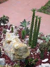 Cacti are associated with the desert, and many thrive in regions of central and south america. Cacti Alps The Art Of Growing Cacti And Succulents Outdoors In Humid Climate Toptropicals Com