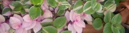 Si tratta di una pianta rampicante, che in natura raggiunge la sua particolare foglia di diversi colori, è. Conosciamo La Tradescantia La Pianta Chiamata Nel Linguaggio Comune Come Erba Misera