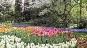 Through our network of more than 500 connected florists, your bouquet will be delivered by the best local florist in holland. Ø­Ù‚ÙˆÙ„ ØªÙŠÙˆÙ„ÙŠØ¨ Ø§Ù„Ù‡ÙˆÙ„Ù†Ø¯ÙŠØ© ÙÙŠ Ø¨Ù„ÙˆÙ… Ø§Ù„Ø±Ø¨ÙŠØ¹ ÙÙŠ Ù‡ÙˆÙ„Ù†Ø¯Ø§