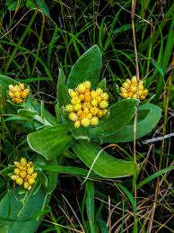 Image result for Helichrysum acutatum