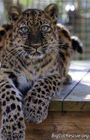 Good Morning Big Cat Rescue Friends Happy Fursday Thursday From Natalia Leopard Big Cat Rescue Rare Cats Beautiful Cats