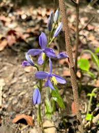 Image result for Cyanastrum johnstonii