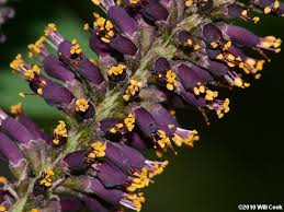 Image result for Indigofera filipes