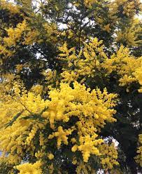 79 Moy Aresei 3 Sxolia Melt Chocolates Melt Chocolates Sto Instagram Big Bright Splashes Of Yellow Around Notting Hill We Love You Mimosa For Bein