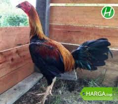 Informasi Harga Ayam Peru Februari 2021