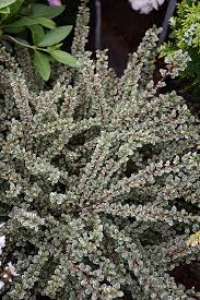 Image result for Cotoneaster