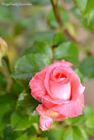 In addition to considering the flowers on fruits and vegetables in your kitchen garden, you might also consider eating edible flowers found on fruiting trees or shrubs. The Blooms We Re Enjoying This Month In The Garden Frugal Family Home