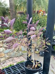 Image result for Vitex trifolia