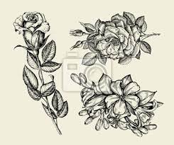 Blumen. Hand Gezeichnete Skizze Blume, Rose, Blumenmuster. Abbildung  Fototapete • Fototapeten Schöne, Etch, Ätzen | Myloview.de