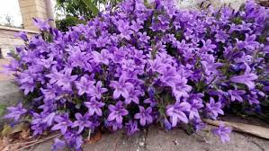Perfect for trailing over walls, filling spaces between larger plants or accenting rock gardens. Low Angle Shot Of Dalmatian Stock Footage Video 100 Royalty Free 6294296 Shutterstock