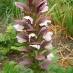 Une hampe florale composée de plusieurs fleurs à capuchon de couleur blanc pur et pourpre. Acanthus Mollis Mornings Candle Kilmurry Nursery Gorey Co Wexford Ireland