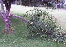 Wsu tree fruit comprehensive tree fruit site. Apple Tree Takes A Hit Journey Home
