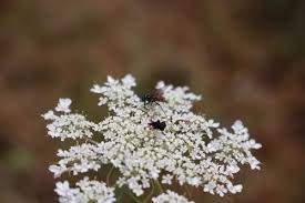 Image result for Daucus