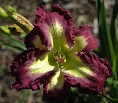 Check spelling or type a new query. Raymond S Introductions Windyhill Daylily Garden